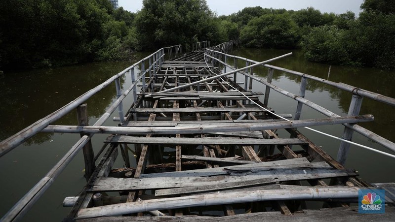 Taman Wisata Alam Angke, Kapuk (TWA) di Jakarta Utara mangrove memiliki luas sebesar 99,82 Ha yang dimanfaatkan untuk pariwisata dan rekreasi terbengkalai di sebagian lokasi, Kamis (2/11/2023). (CNBC Indonesia/Tri Susilo)