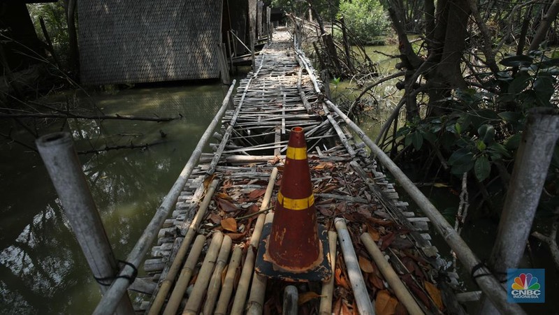 Taman Wisata Alam Angke, Kapuk (TWA) di Jakarta Utara mangrove memiliki luas sebesar 99,82 Ha yang dimanfaatkan untuk pariwisata dan rekreasi terbengkalai di sebagian lokasi, Kamis (2/11/2023). (CNBC Indonesia/Tri Susilo)