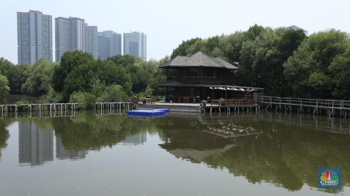 Taman Wisata Alam Angke, Kapuk (TWA) di Jakarta Utara mangrove memiliki luas sebesar 99,82 Ha yang dimanfaatkan untuk pariwisata dan rekreasi terbengkalai di sebagian lokasi, Kamis (2/11/2023). (CNBC Indonesia/Tri Susilo)