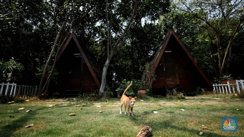 Taman Wisata Alam Angke, Kapuk (TWA) di Jakarta Utara mangrove memiliki luas sebesar 99,82 Ha yang dimanfaatkan untuk pariwisata dan rekreasi terbengkalai di sebagian lokasi, Kamis (2/11/2023). (CNBC Indonesia/Tri Susilo)