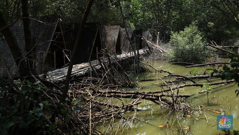 Taman Wisata Alam Angke, Kapuk (TWA) di Jakarta Utara mangrove memiliki luas sebesar 99,82 Ha yang dimanfaatkan untuk pariwisata dan rekreasi terbengkalai di sebagian lokasi, Kamis (2/11/2023). (CNBC Indonesia/Tri Susilo)