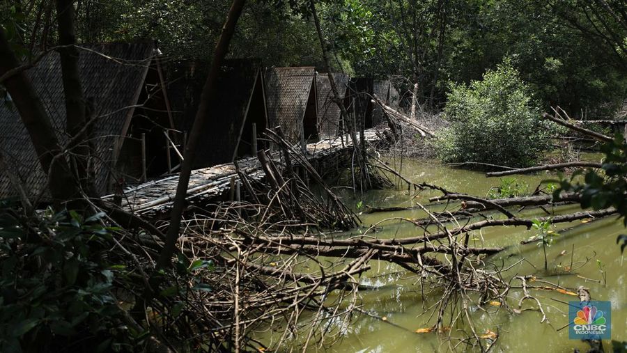 Taman Wisata Alam Angke, Kapuk (TWA) di Jakarta Utara mangrove memiliki luas sebesar 99,82 Ha yang dimanfaatkan untuk pariwisata dan rekreasi terbengkalai di sebagian lokasi, Kamis (2/11/2023). (CNBC Indonesia/Tri Susilo)