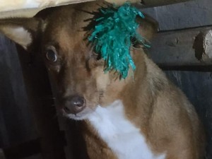 Anjing di Makassar Dibusur Anak Tetangga, Damkar Turun Tangan