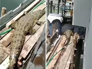 Buaya Muncul di Rumah Panggung Pangkalpinang Gegerkan Warga