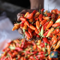 Hujan Biang Kerok Harga Cabai Meroket, 70% di Jawa Tengah Gagal Panen
