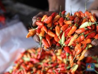 Hujan Biang Kerok Harga Cabai Meroket, 70% di Jawa Tengah Gagal Panen