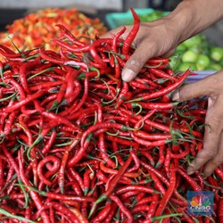 Kisah Nelangsa Petani Cabai Merah, Harga Pernah Cuma Rp1.500/ Kg