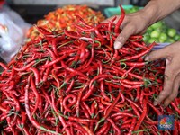 Kisah Nelangsa Petani Cabai Merah, Harga Pernah Cuma Rp1.500/ Kg