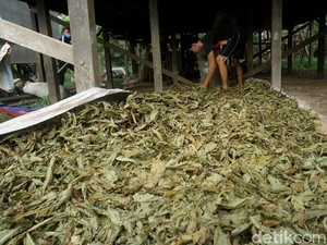 Meski Sudah Ekspor, Kratom Belum Bebas Dijual Dalam Negeri