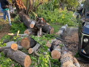 3 Jurus Pemkot Surabaya Antisipasi Pohon Tumbang di Musim Hujan
