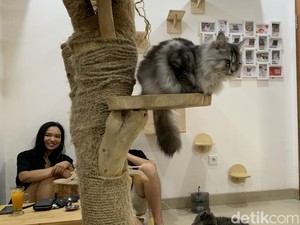 Nongki Sambil Main Bareng Anabul di Rumah Kucing Freya, Tiketnya Rp 35 Ribu