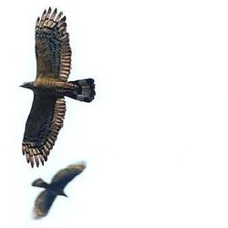 Alasan Ribuan Burung Pemangsa Dari Rusia Hijrah ke Karawang