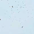 Ribuan Burung Pembunuh Rusia Pindah ke Karawang