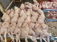 Mendag-Bos Bapanas Bicara Efek Banjir Jabodetabek ke Stok Daging Ayam