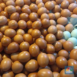 Telur Ayam vs Telur Bebek, Mana yang Tinggi Kolesterol?