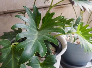 11 Jenis Philodendron yang Bisa Mempercantik Rumahmu