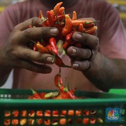Cabai Rawit Merah Lagi Ngamuk, Harganya Tembus Rp 100.000/Kg