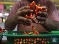 Cabai Rawit Merah Lagi Ngamuk, Harganya Tembus Rp 100.000/Kg