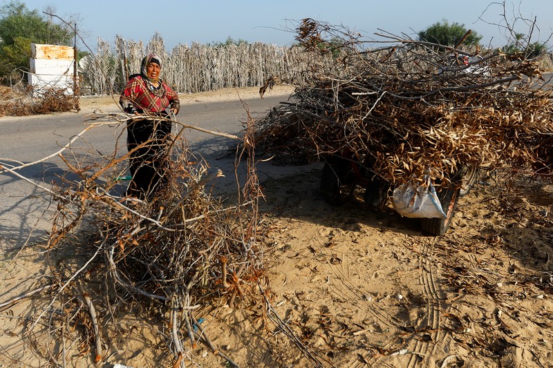 Warga Palestina mengumpulkan ranting-ranting untuk dijadikan bahan bakar di Khan Younis, Jalur Gaza selatan, Minggu (5/11). menjadi bahan bakar untuk memasak di tengah kekurangan bahan bakar dan gas. (REUTERS/Ibraheem Abu Mustafa) Warga Palestina mengumpulkan ranting-ranting untuk dijadikan bahan bakar di Khan Younis, Jalur Gaza selatan, Minggu (5/11). menjadi bahan bakar untuk memasak di tengah kekurangan bahan bakar dan gas. (REUTERS/Ibraheem Abu Mustafa)