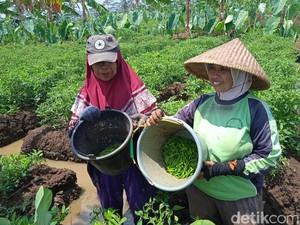 Senyum Petani Kuningan Saat Harga Cabai Tinggi di Pasaran