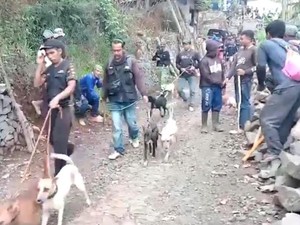 Teror Babi Hutan Bikin Warga Ciamis Takut Berladang