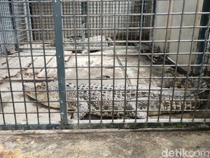 Dramatis! Damkar Evakuasi 2 Buaya dari Rumah Warga di Ciamis