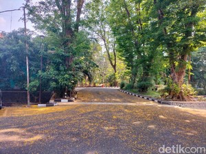 Guguran Bunga Angsana Percantik Jalanan UNS Bikin Serasa di Eropa