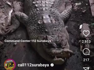 Detik-detik Buaya 3 Meter Dievakuasi dari Rumah Warga Surabaya