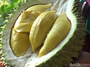Legit dan Manis Durian Musang King Masak di Pohon Jadi Buruan Warga