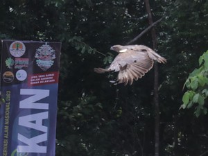 Sepasang Elang Brontok Itu Menemui Kebebasannya