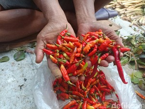 Harga Cabai Rawit Sempat Tembus Rp 450 Ribu di Baubau, Ini 3 Faktanya