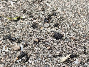 Material Misterius Mirip Aspal Muncul di Pantai Congot Kulon Progo