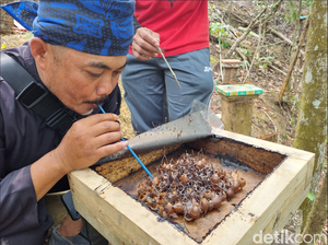 Beda! Pengalaman Memanen Madu di Gunung Padang