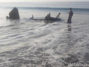 Paus Terdampar di Manggarai Barat gegara Gangguan Navigasi di Tubuhnya