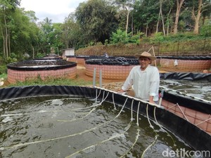 Cuan Manis dari Budi Daya Ikan Nila di Ciamis