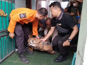 Bikin Geger, Pria Surabaya 11 Tahun Pelihara Buaya di Rumah