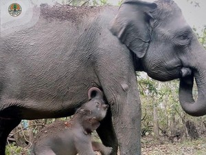 Selamat! Gajah di TN Way Kambas Melahirkan Usai Kebakaran