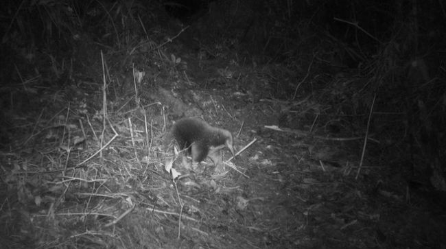 Rediscovery of Long-Lost Echidna Species in Cyclops Mountains, Papua