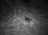 Ahli Yakin Punah, Makhluk Misterius Terlihat di Papua