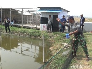 Undip Beri Bibit Nila Salin ke Turunrejo Kendal, Ini Keunggulannya