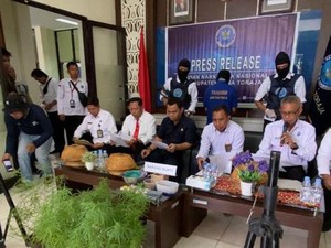 BNN Tana Toraja Bongkar Budi Daya Ganja di Rumah Warga, 1 Orang Ditangkap