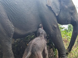 TN Way Kambas Kembali Dibuka, Pengunjung Bisa Mandikan Gajah