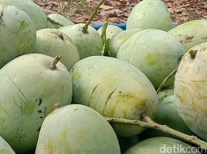 Produksi Terbesar di Jabar, Mangga Indramayu Bidik Peluang Ekspor