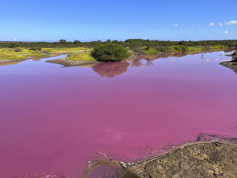 Aliran air sungai di Hawaii berubah menjadi warna merah muda. (Matthew Thayer/The Maui News via AP) Aliran air sungai di Hawaii berubah menjadi warna merah muda. (Matthew Thayer/The Maui News via AP)