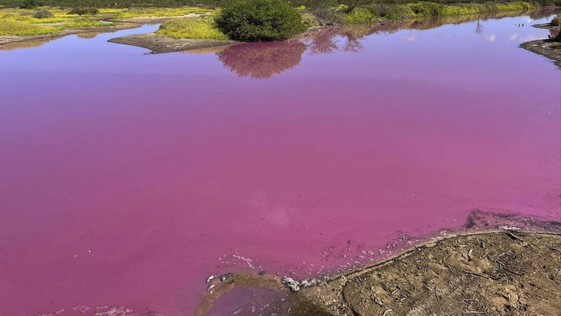 Aliran air sungai di Hawaii berubah menjadi warna merah muda. (Matthew Thayer/The Maui News via AP)