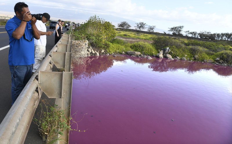 Aliran air sungai di Hawaii berubah menjadi warna merah muda. (Matthew Thayer/The Maui News via AP) Aliran air sungai di Hawaii berubah menjadi warna merah muda. (Matthew Thayer/The Maui News via AP)