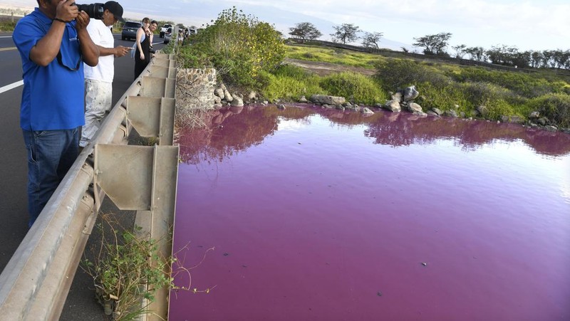 Aliran air sungai di Hawaii berubah menjadi warna merah muda. (Matthew Thayer/The Maui News via AP)