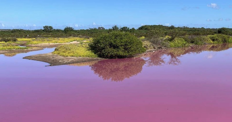 Aliran air sungai di Hawaii berubah menjadi warna merah muda. (Matthew Thayer/The Maui News via AP) Aliran air sungai di Hawaii berubah menjadi warna merah muda. (Matthew Thayer/The Maui News via AP)