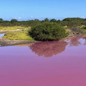 Penampakan Viral Sungai di Hawaii Berubah Jadi Pink, Ada Apa?
