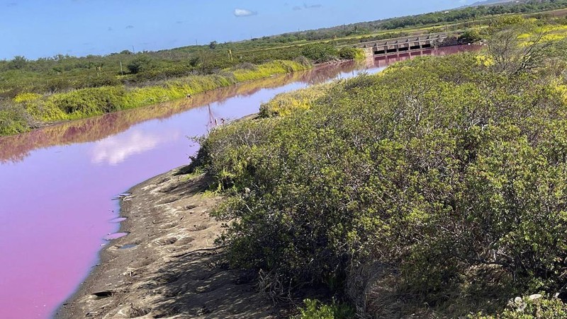 Aliran air sungai di Hawaii berubah menjadi warna merah muda. (Matthew Thayer/The Maui News via AP)
